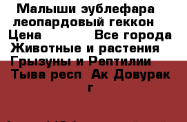 Малыши эублефара ( леопардовый геккон) › Цена ­ 1 500 - Все города Животные и растения » Грызуны и Рептилии   . Тыва респ.,Ак-Довурак г.